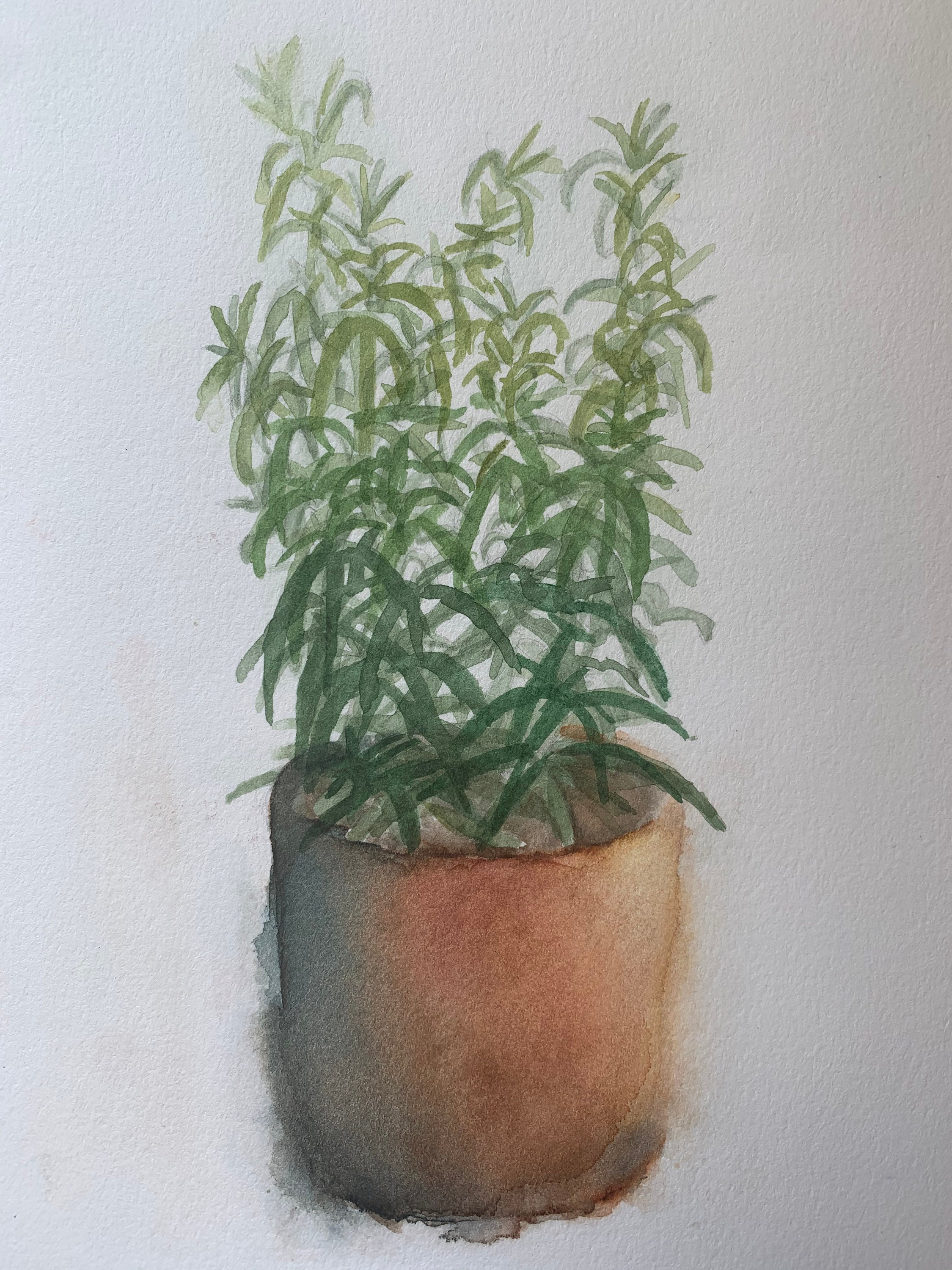 Original Rosemary Herb Watercolor Etsy