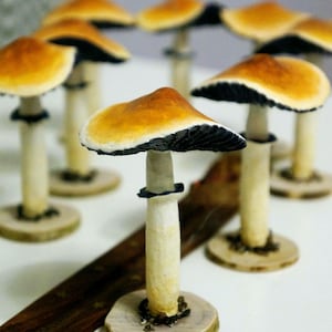 Magic mushroom grow kit - Etsy 日本