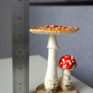 May include: Two decorative mushroom figurines. The larger mushroom has a red cap with white spots and a white stem, measuring approximately 4 inches tall. The smaller mushroom is also red with white spots. Both are on a wooden base.