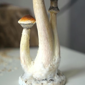 Psylocibe cubensis mushroom figurine Magic shrooms Psilocybin Golden teachers statue Blue Meanie Psychedelic magic mushroom Aztec figurine image 7