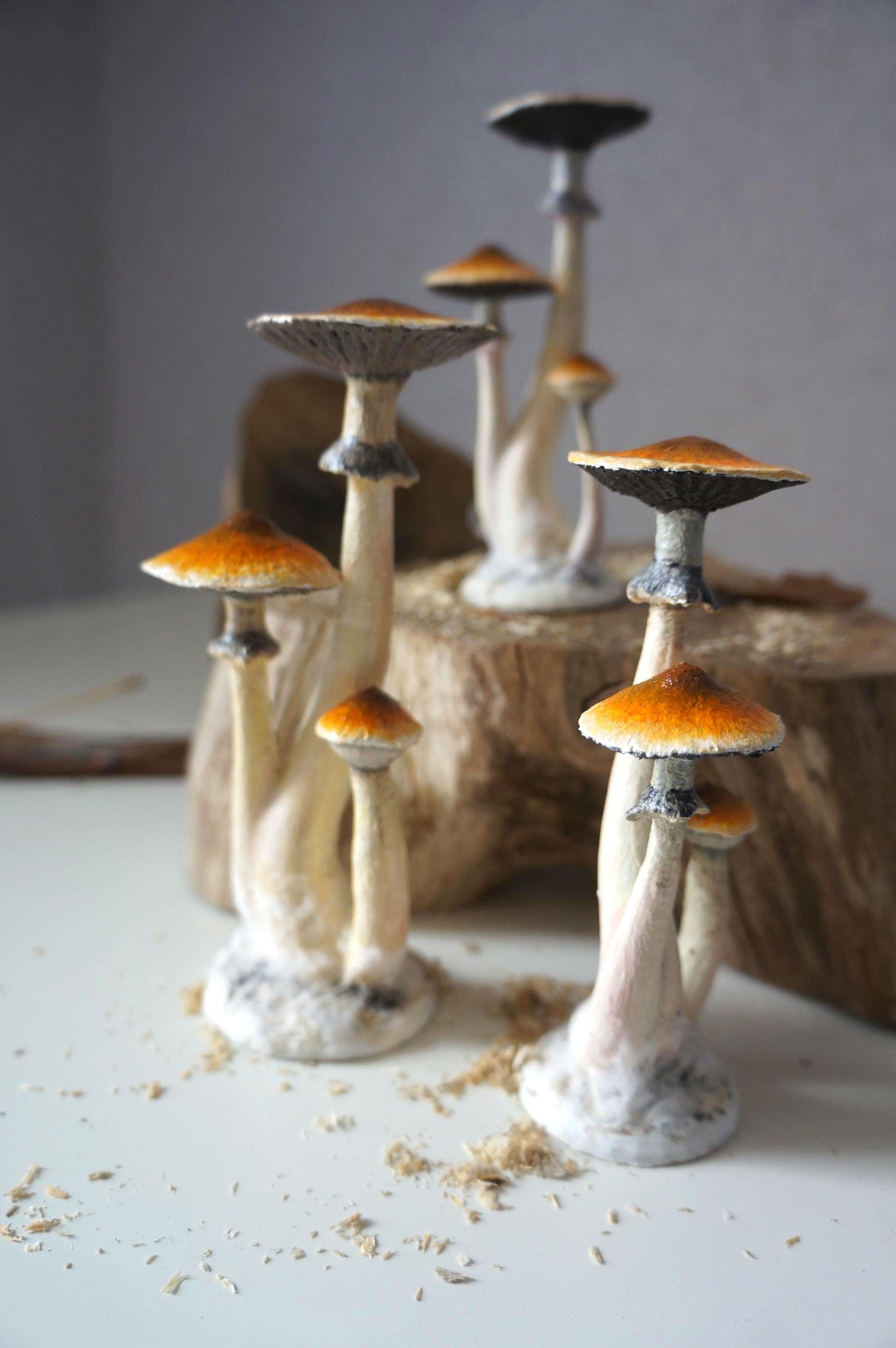 Cyanescens - Etsy 日本