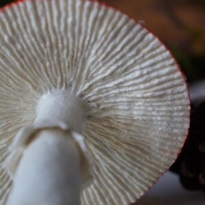 May include: Close-up view of a mushroom from underneath, showcasing the white gills and stem. The cap's edge is outlined in red. The mushroom's texture and details are in sharp focus, highlighting its natural form.