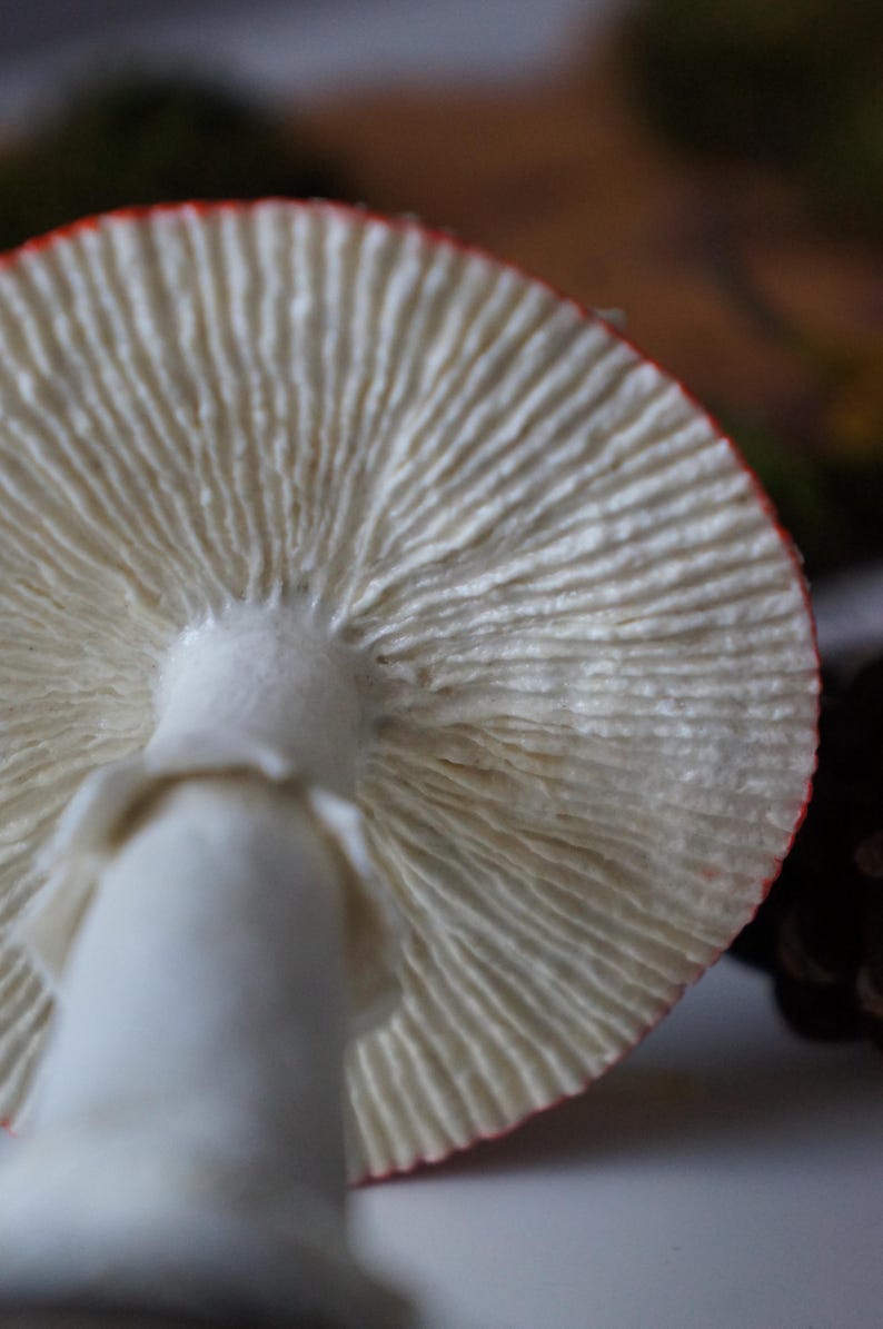 May include: Close-up view of a mushroom from underneath, showcasing the white gills and stem. The cap's edge is outlined in red. The mushroom's texture and details are in sharp focus, highlighting its natural form.