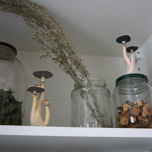 May include: A white shelf with three glass jars. The jars contain dried herbs, dried mushrooms, and dried fruit. A dried plant is hanging from the top shelf.