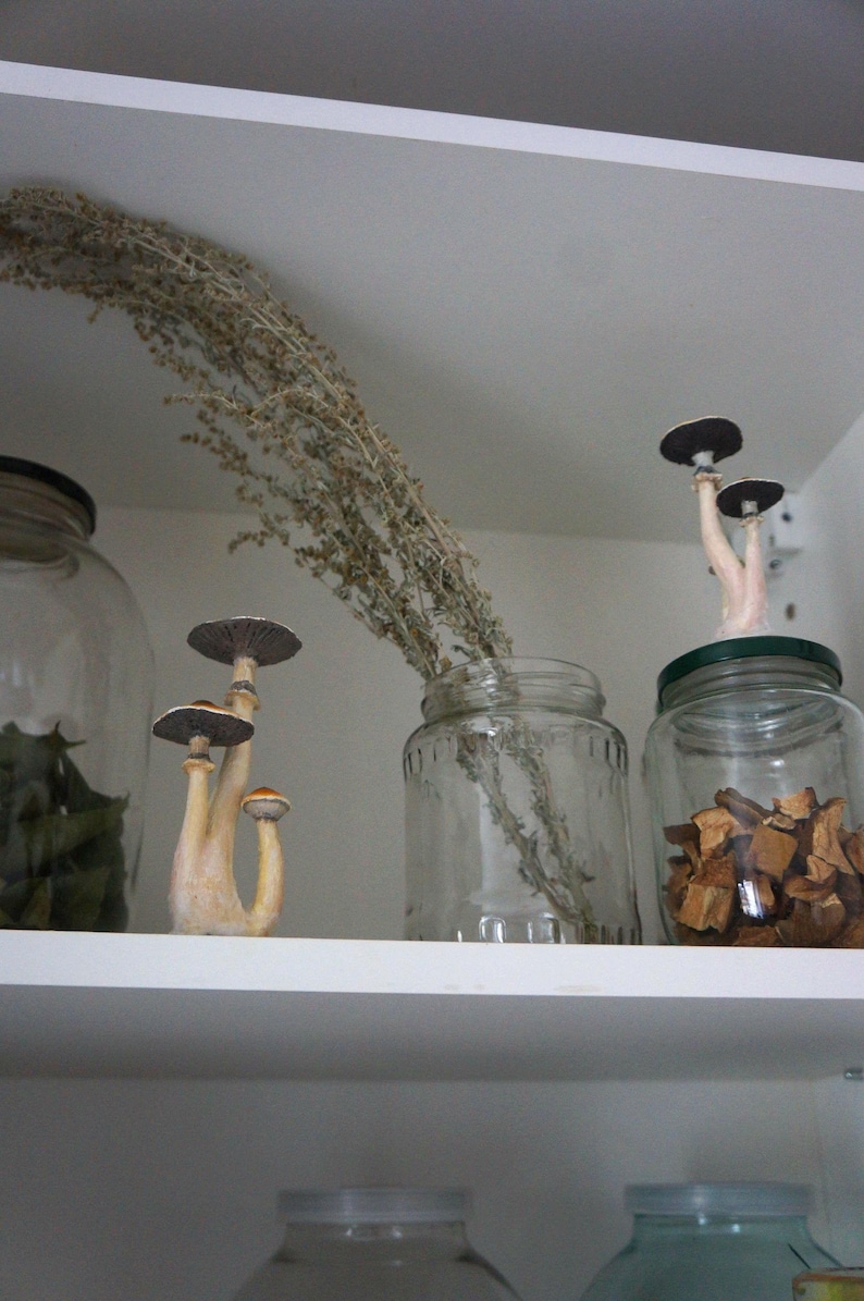 May include: A white shelf with three glass jars. The jars contain dried herbs, dried mushrooms, and dried fruit. A dried plant is hanging from the top shelf.
