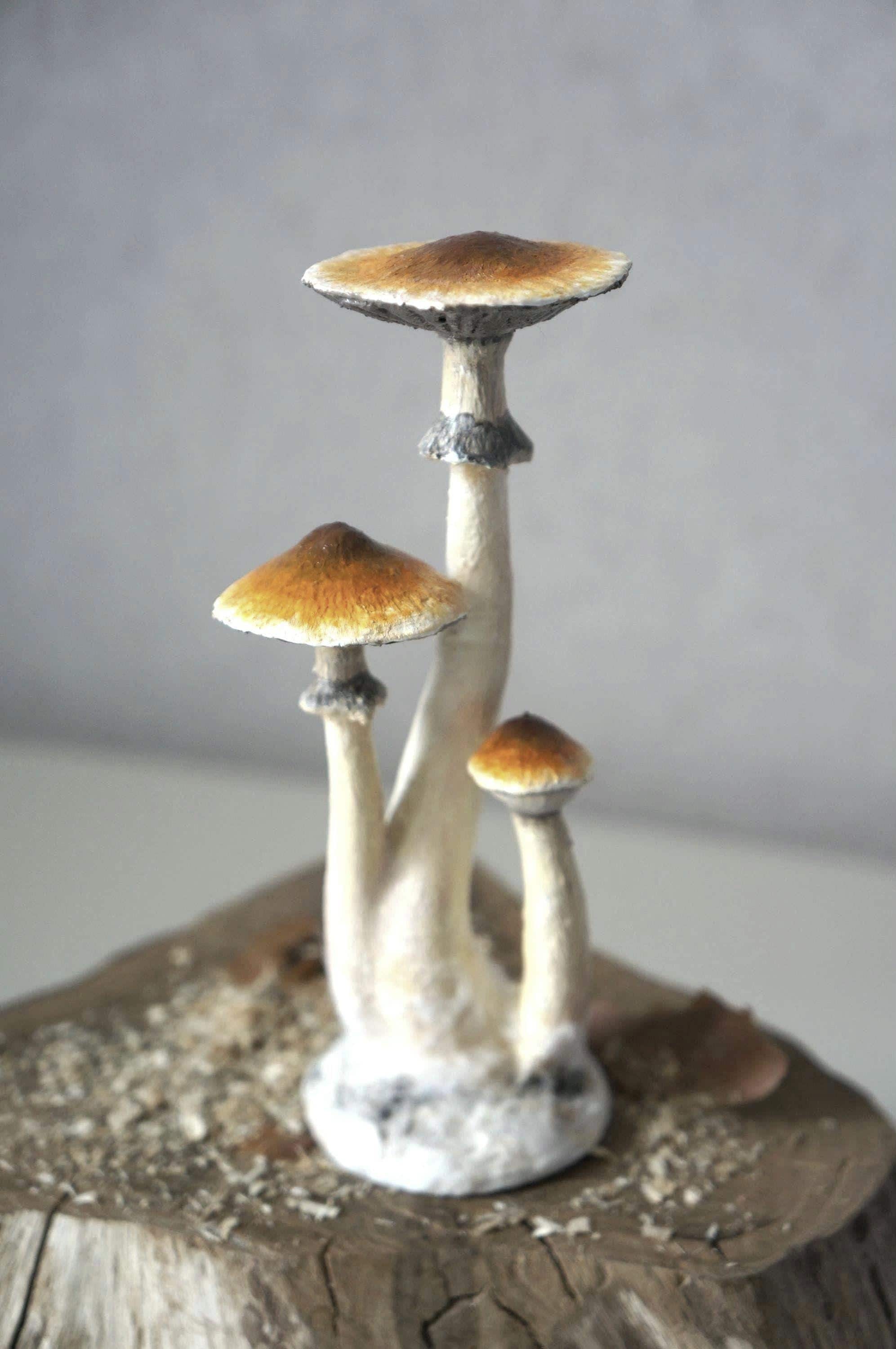 Magic mushroom grow kit - Etsy 日本