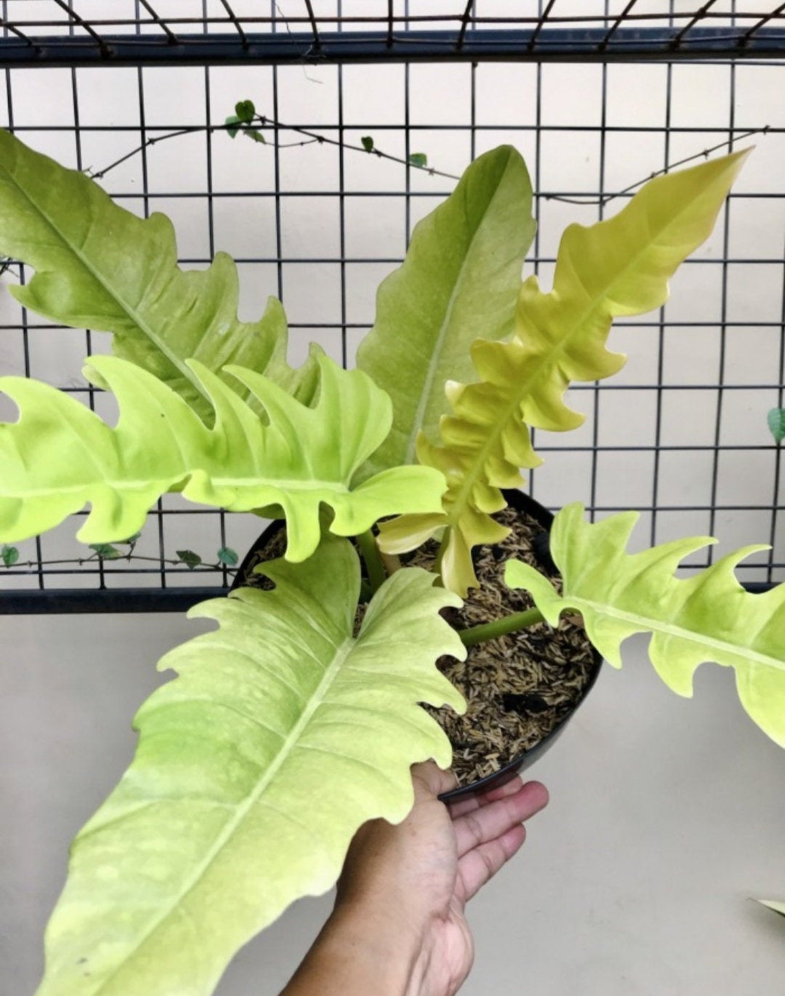 Philodendron Caramel Crocodile Golden Free Phyto Certificate  Etsy
