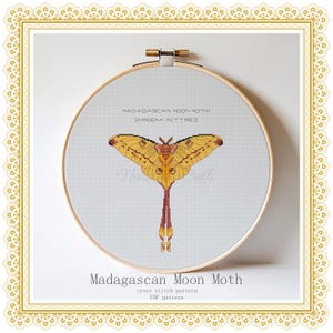 May include: A cross stitch pattern of a Madagascan Moon Moth (Argema mittrei) in a hoop. The moth is yellow with brown and red accents. The pattern is available as a PDF download.
