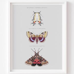 Moths Cross Stitch Pattern, Picasso & Blue Underwing (PDF)