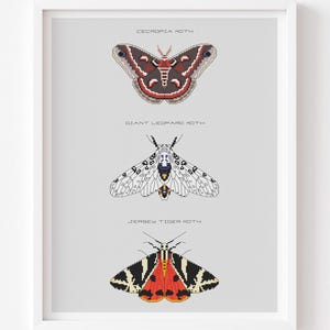 3 Moths 2 Cross stitch pattern Cecropia moth Giant Leopard moth Jersey Tiger moth Home decor Wall decor Animal cross stitch Insect pattern