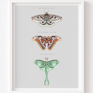 Moths Cross stitch pattern Giant Peacock moth Atlas moth Luna moth Natural Home decor PDF patten Modern digital art Insects embroidery