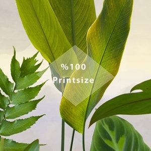 May include: A close-up of a variety of green tropical leaves with a white diamond-shaped graphic overlay that says "100% Printsize".