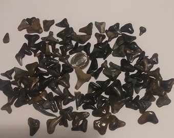 Fossilized Shark Teeth | Various Sizes | 10,000+ years old!