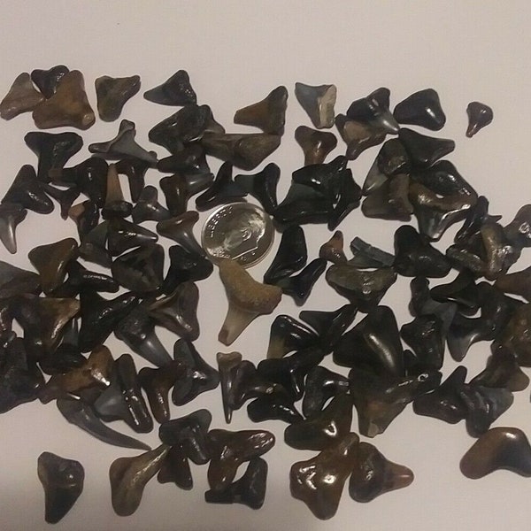 Fossilized Shark Teeth | Various Sizes | 10,000+ years old!