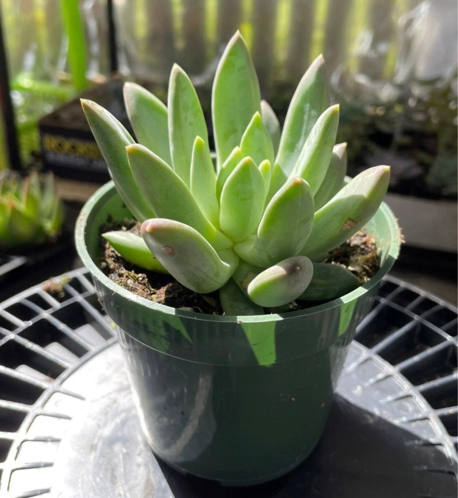 4 real live Sempervivum succulent/ Lipstick plant