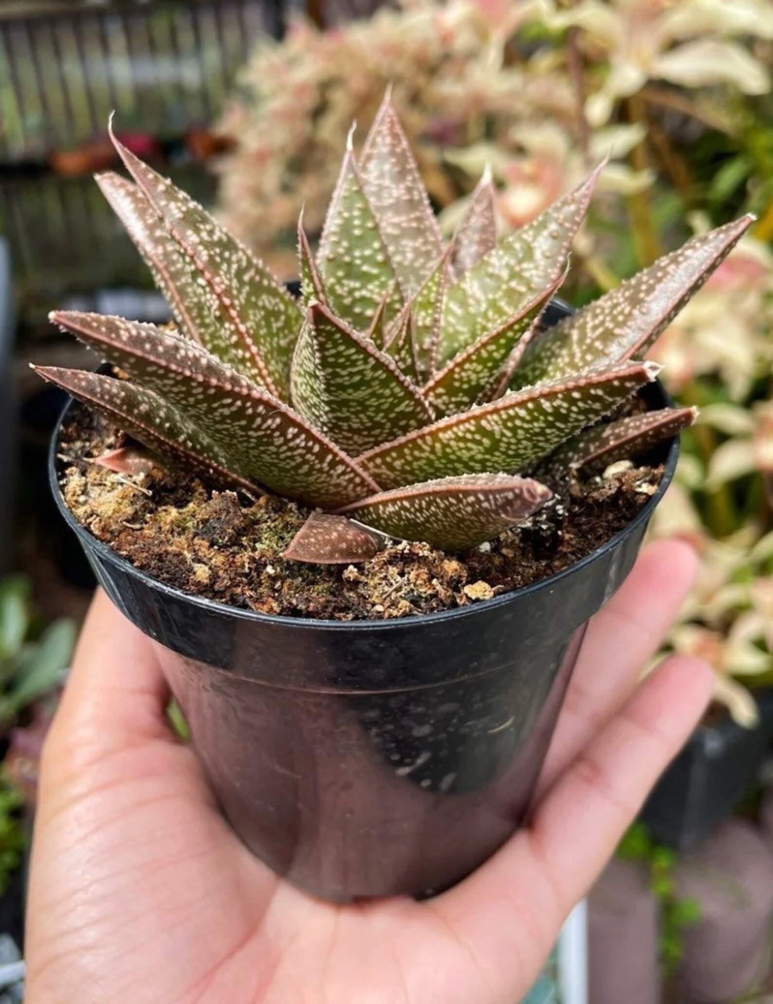 4 real live Sempervivum succulent/ Lipstick plant