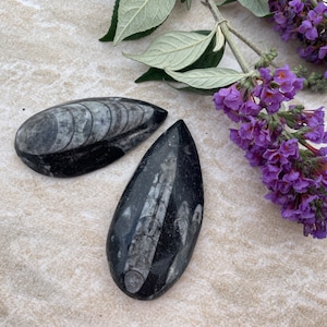 Mini Orthoceras