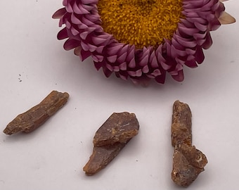 Könnte beinhalten: Nahaufnahme von drei rauen, braunen Edelsteinen und einer getrockneten Blume mit einer lila äußeren Schicht und einem gelben Zentrum. Die Edelsteine sind unregelmäßig geformt und unterschiedlich groß, vor weißem Hintergrund.