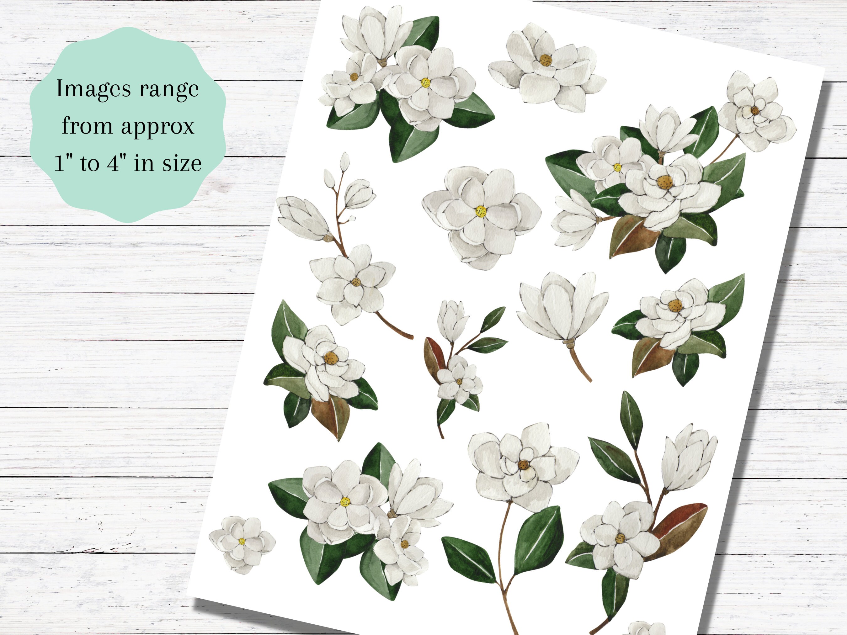 Magnolia, Magnolia Flower Clipart, White Magnolia Wedding Graphics ...