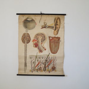 Wandkarte Anatomie medizinische Rollkarte Schulkarte Heilanstalt Crostau-Callenberg antike Lehrtafel menschliche Sinnesorgane vintagefuechse