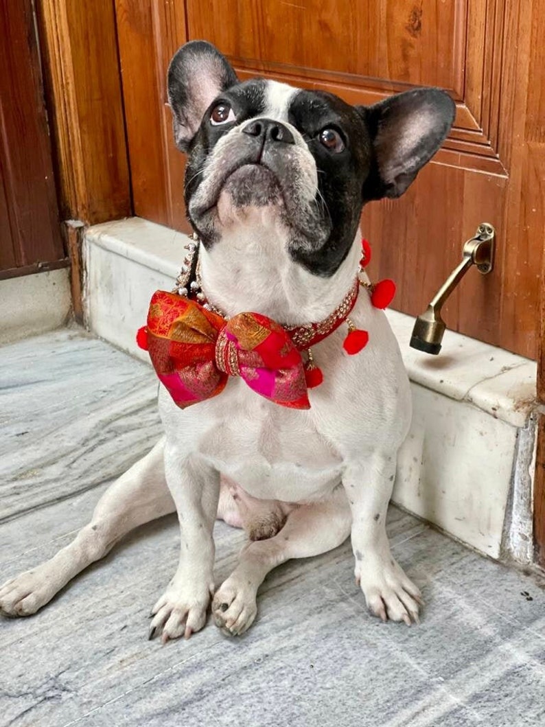 collier de chien, nœud papillon, collier indien, collier pour animal de compagnie, tenue indienne, tenue de chien, nœud papillon, accessoire pour animal de compagnie, luxe image 1