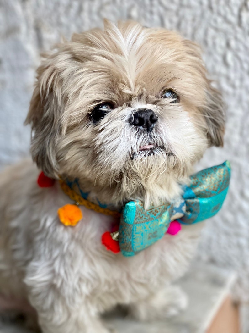 collier de chien, nœud papillon, collier indien, collier pour animal de compagnie, tenue indienne, tenue de chien, nœud papillon, accessoire pour animal de compagnie, luxe image 6