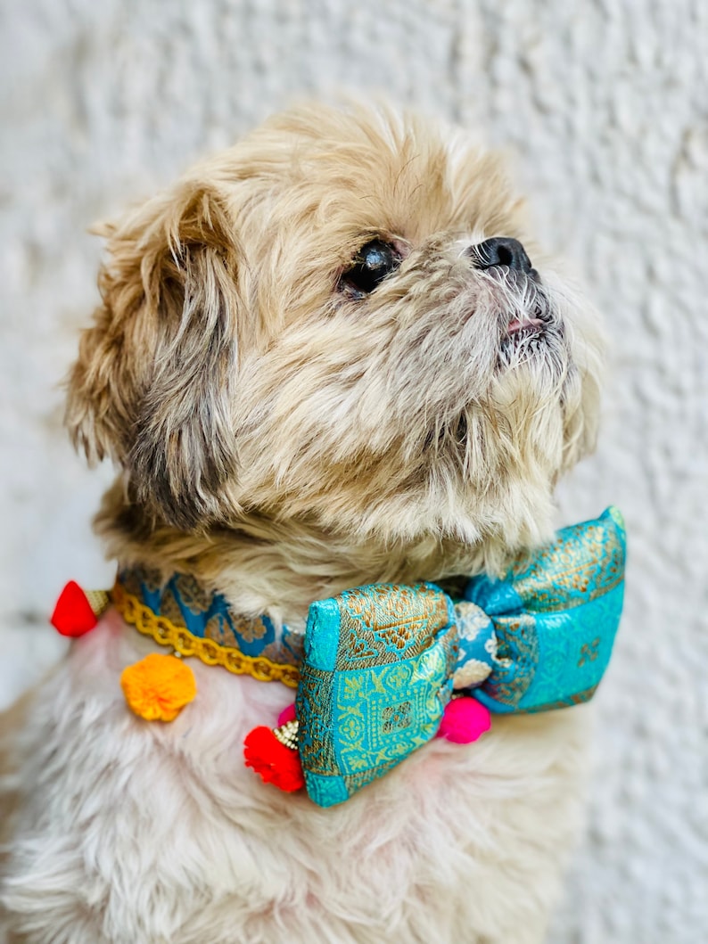 collier de chien, nœud papillon, collier indien, collier pour animal de compagnie, tenue indienne, tenue de chien, nœud papillon, accessoire pour animal de compagnie, luxe image 5