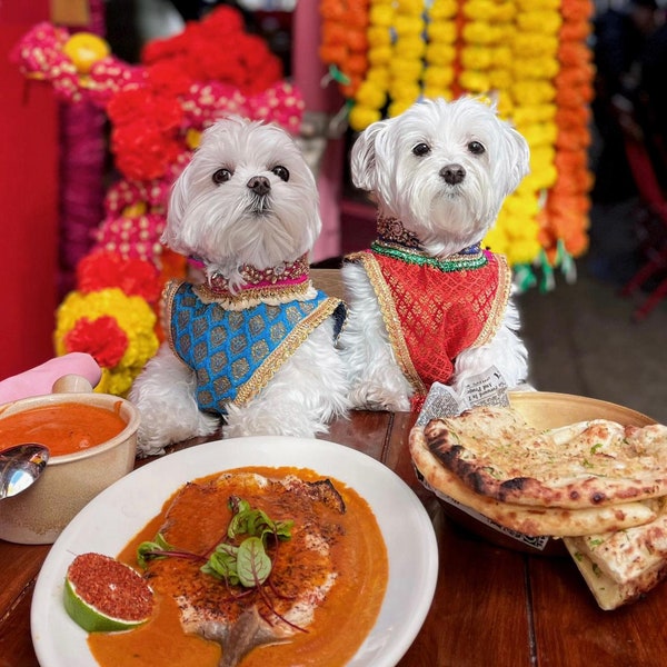 Designer Dog Clothes Etsy