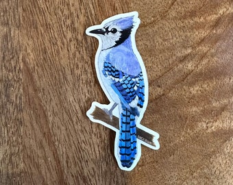 Blue Jay sticker for waterbottle, laptop, etc.!