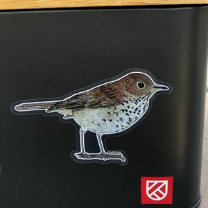 Thrush Bird Sticker Hermit Thrush Sticker for Waterbottle, Laptop, Etc.! - Etsy