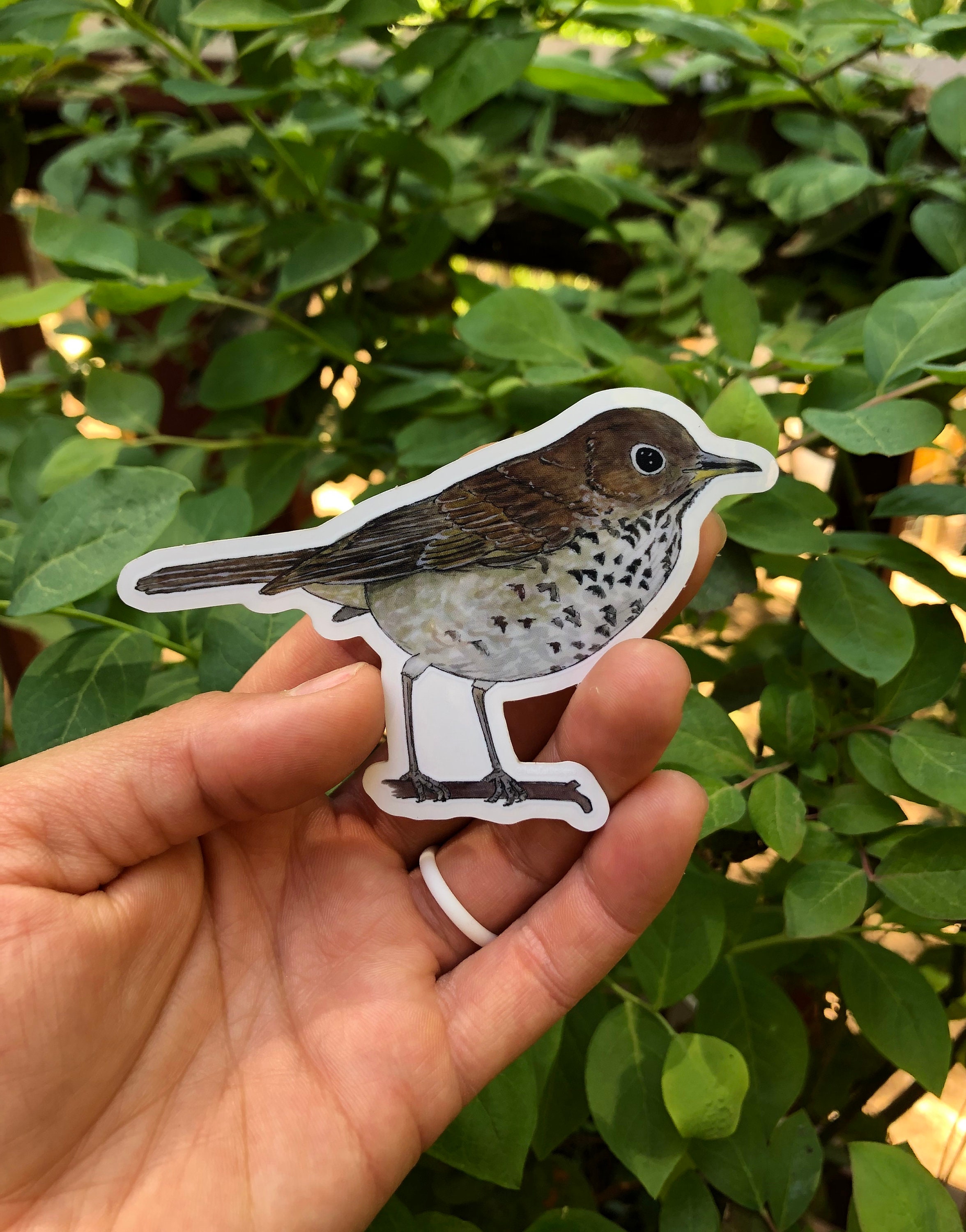 Thrush Bird Sticker Hermit Thrush Sticker for Waterbottle, Laptop, Etc.! - Etsy