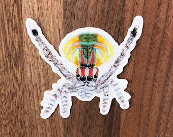 ¡Pegatina de araña saltadora de pavo real para botella de agua, computadora portátil, etc.!