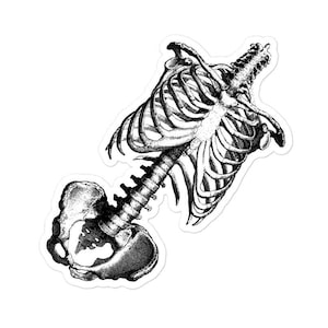 Anatomie Cage thoracique dessin autocollants, Autocollants pour ordinateur portable