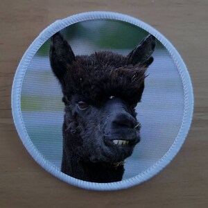 May include: A close-up of a black alpaca with a funny expression on its face. The alpaca is looking directly at the camera and has its mouth slightly open, showing its teeth. The alpaca is standing in a field with green grass and a blurred background.