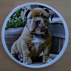 May include: A brown and white bulldog puppy sitting on a wooden surface. The puppy has a black collar and is looking at the camera.