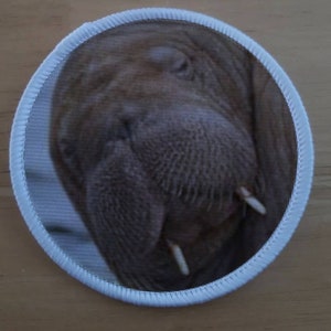 May include: Close-up of a walrus's face with its tusks visible. The walrus is brown and has a wrinkled face. The image is on a white oval patch.