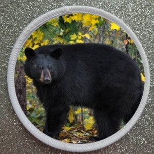 Könnte beinhalten: Ein schwarzer Bär steht in einem Wald mit gelben Blättern auf dem Boden. Der Bär schaut direkt in die Kamera.