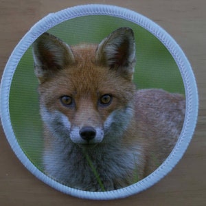 May include: A close-up of a red fox with a white chest and a green background. The fox is looking directly at the camera.
