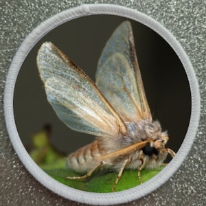 3 Inch Moth patch badge