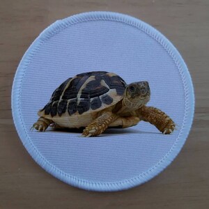 May include: A brown and black tortoise with a white background. The tortoise is walking forward with its head up.