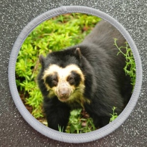 Könnte beinhalten: Nahaufnahme eines Brillenbären mit schwarzem Fell und weißen Markierungen um die Augen. Der Bär steht in einer üppigen grünen Waldlandschaft.