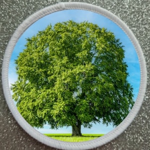 May include: A large, green tree with lush foliage stands tall against a bright blue sky with white clouds. The tree is in a field of green grass.