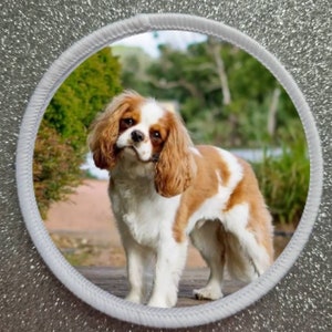 May include: A white and brown Cavalier King Charles Spaniel dog with long, flowing ears stands on a wooden surface. The dog is looking at the camera with a curious expression. The background is a blurred image of green trees and foliage.