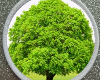 May include: A large, green tree with lush foliage stands in a field of yellow flowers. The tree is in focus, while the background is blurred.