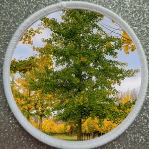 May include: A close-up of a row of trees with yellow leaves in the fall. The trees are in a park or forest setting. The leaves are a vibrant yellow color, and the branches are bare. The trees are tall and slender, and they are growing close together.