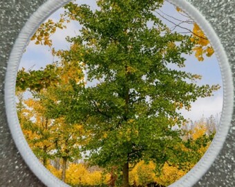 May include: A close-up of a row of trees with yellow leaves in autumn. The trees are in a park or woodland setting. The leaves are a vibrant yellow colour, and the branches are bare. The trees are tall and slender, and they are growing close together.