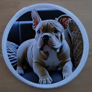 Op de afbeelding: Een lichtbruine Franse Bulldog puppy met een zwarte halsband zit op een donkerblauwe bank met een wit en grijs gestreept kussen erachter.