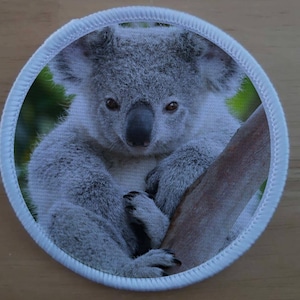 Peut inclure: Gros plan sur un koala gris avec des yeux noirs et un nez noir. Le koala est assis sur une branche d'arbre avec ses bras enroulés autour de la branche. Le koala regarde la caméra.