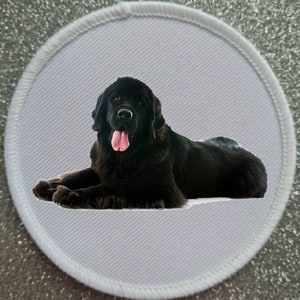 May include: A black Newfoundland dog with a pink tongue is lying down on a white background. The dog is looking directly at the camera.