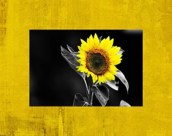 Stunning Sunflower Postcard
